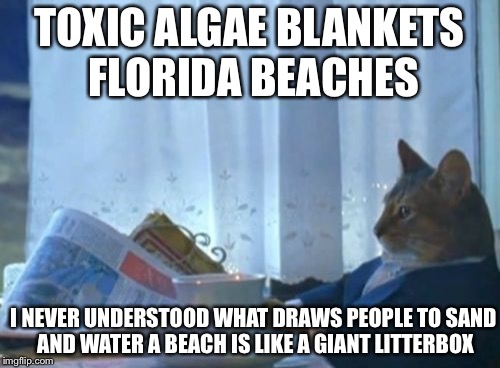 I Should Buy A Boat Cat | TOXIC ALGAE BLANKETS FLORIDA BEACHES; I NEVER UNDERSTOOD WHAT DRAWS PEOPLE TO SAND AND WATER A BEACH IS LIKE A GIANT LITTERBOX | image tagged in memes,i should buy a boat cat | made w/ Imgflip meme maker