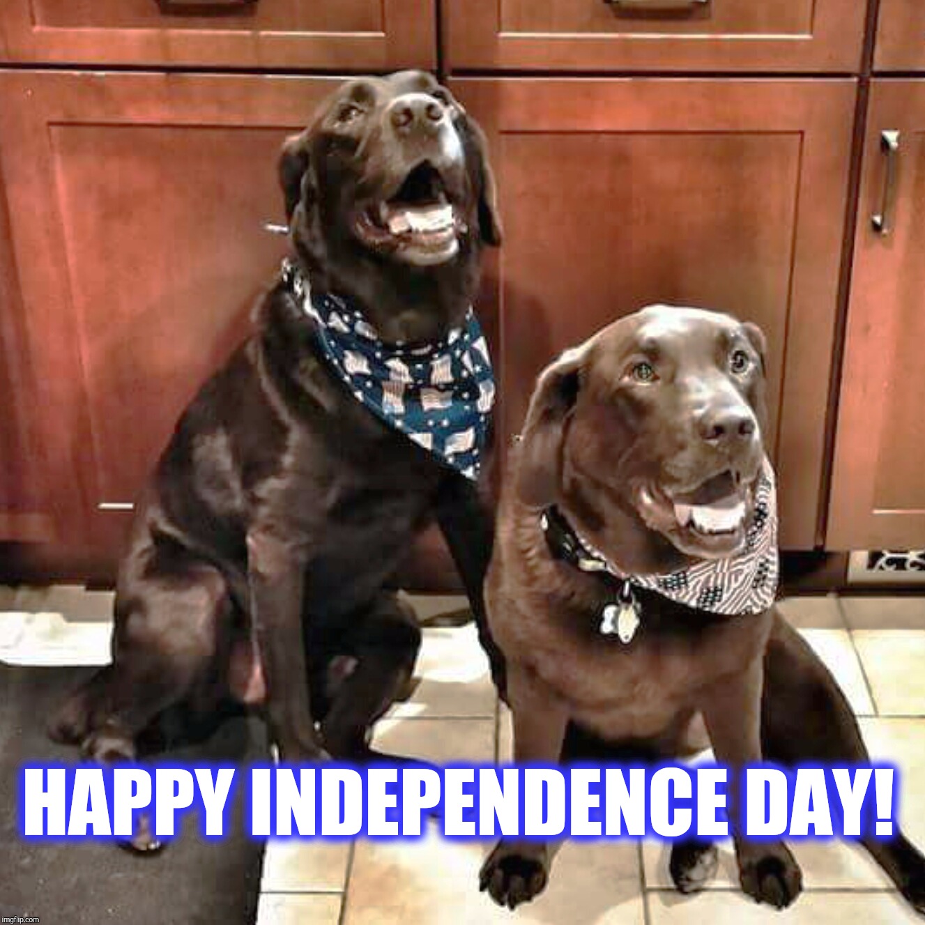 Happy Independence Day!  | HAPPY INDEPENDENCE DAY! | image tagged in chuckie the chocolate lab,independence day,fourth of july,4th of july,dogs,dog meme | made w/ Imgflip meme maker