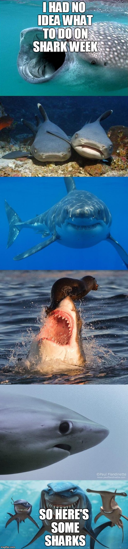 shark week | I HAD NO IDEA WHAT TO DO ON SHARK WEEK; SO HERE'S SOME SHARKS | image tagged in shark week,whale shark,nurse sharks,shark,sharks | made w/ Imgflip meme maker