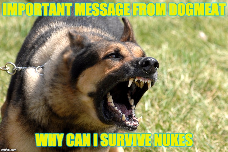 IMPORTANT MESSAGE FROM DOGMEAT; WHY CAN I SURVIVE NUKES | image tagged in important message from dogmeat | made w/ Imgflip meme maker