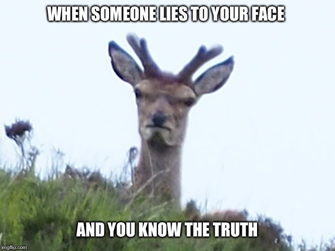 Like my ex | WHEN SOMEONE LIES TO YOUR FACE; AND YOU KNOW THE TRUTH | image tagged in furious deer,lying,angry,soul staring | made w/ Imgflip meme maker