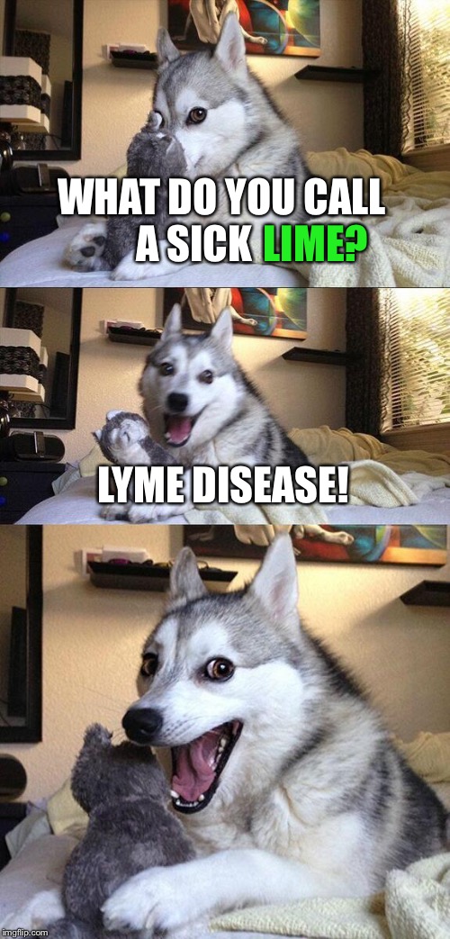 What do you call it when you get sick eating a lime? Lyme disease. Yes I know Lyme disease is from ticks. | WHAT DO YOU CALL A SICK; LIME? LYME DISEASE! | image tagged in memes,bad pun dog,dogs,food,funny | made w/ Imgflip meme maker