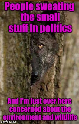 Neither party cares  | People sweating the small stuff in politics; And I'm just over here concerned about the environment and wildlife | image tagged in shy wolf,politics,wolf,nature,environmental,wildlife | made w/ Imgflip meme maker