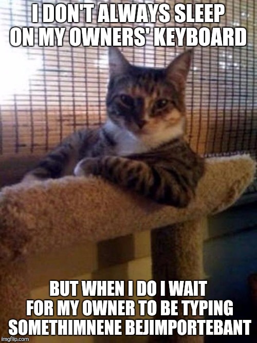 The Most Interesting Cat In The World Meme |  I DON'T ALWAYS SLEEP ON MY OWNERS' KEYBOARD; BUT WHEN I DO I WAIT FOR MY OWNER TO BE TYPING SOMETHIMNENE BEJIMPORTEBANT | image tagged in memes,the most interesting cat in the world | made w/ Imgflip meme maker