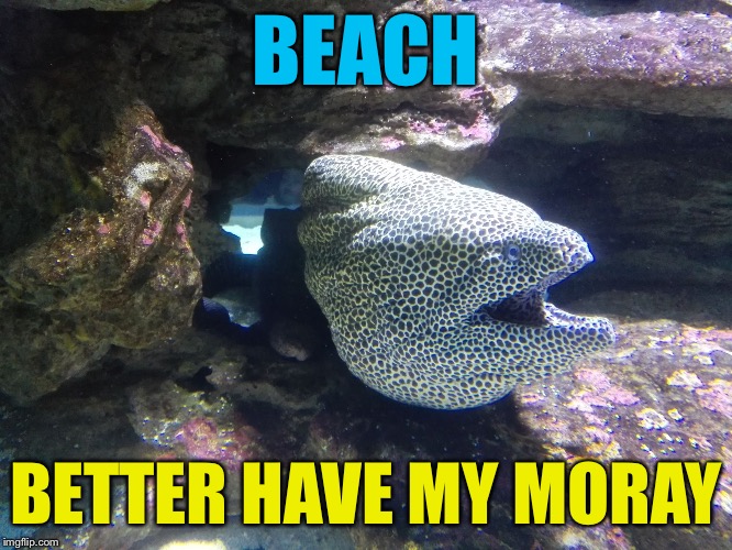 Moray Eel | BEACH; BETTER HAVE MY MORAY | image tagged in moray eel,memes | made w/ Imgflip meme maker