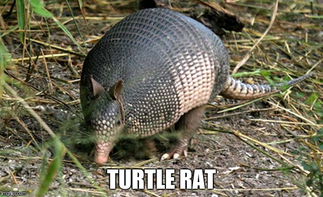 Turtle Rat | TURTLE RAT | image tagged in funny,renamed animals | made w/ Imgflip meme maker