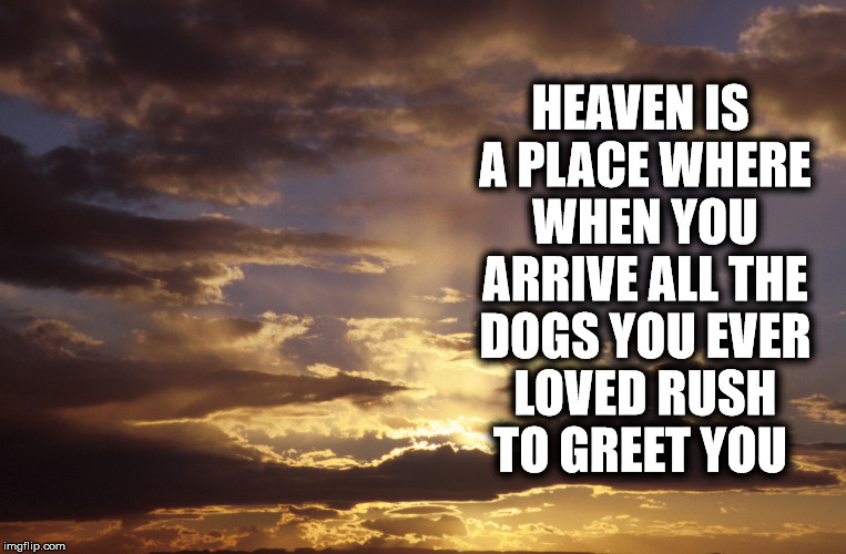 HEAVEN IS A PLACE WHERE WHEN YOU ARRIVE ALL THE DOGS YOU EVER LOVED RUSH TO GREET YOU | image tagged in dogs,heaven | made w/ Imgflip meme maker
