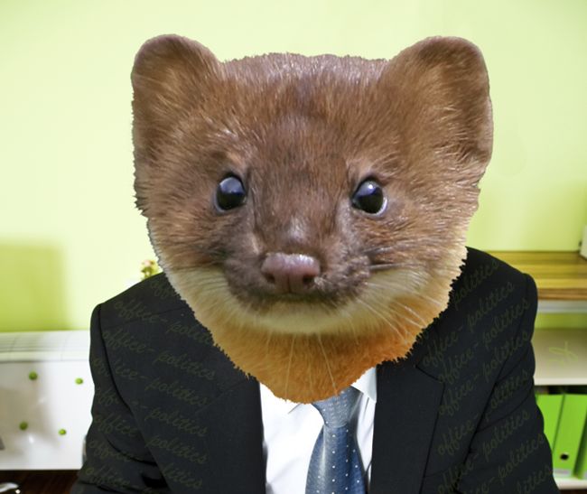  weasel Blank Meme Template