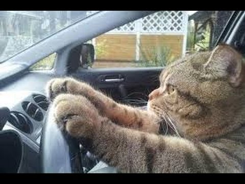 Cat Driver Blank Meme Template