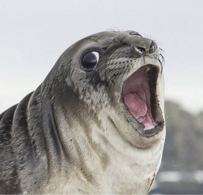 High Quality Shocked Seal Blank Meme Template