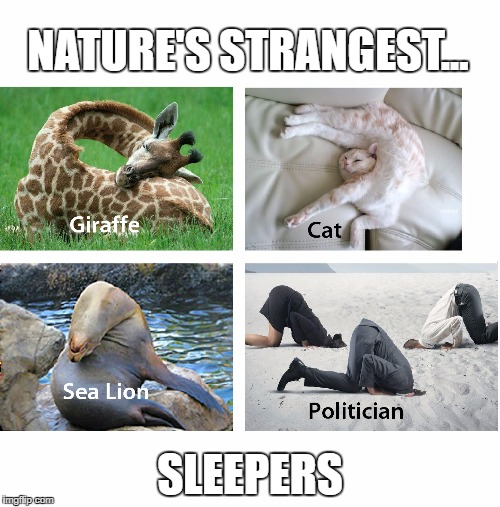 NATURE'S STRANGEST... SLEEPERS | image tagged in sleeping | made w/ Imgflip meme maker