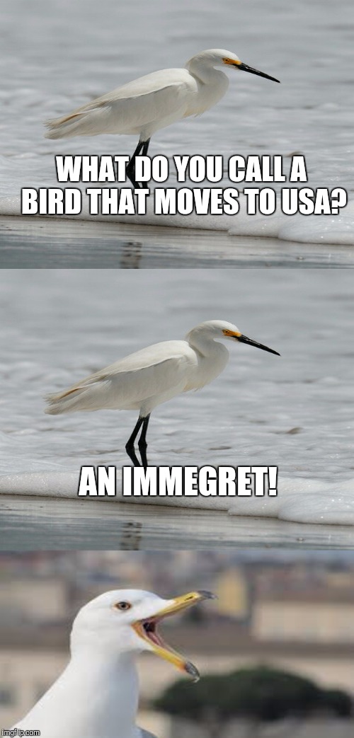 Bad Pun Bird | WHAT DO YOU CALL A BIRD THAT MOVES TO USA? AN IMMEGRET! | image tagged in memes,bad pun bird | made w/ Imgflip meme maker