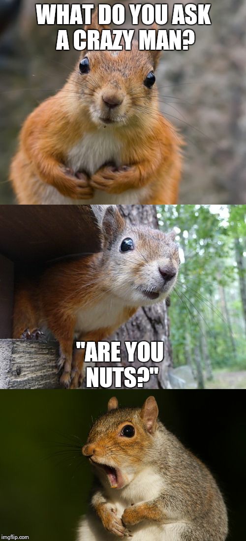  bad pun squirrel | WHAT DO YOU ASK A CRAZY MAN? "ARE YOU NUTS?" | image tagged in bad pun squirrel | made w/ Imgflip meme maker