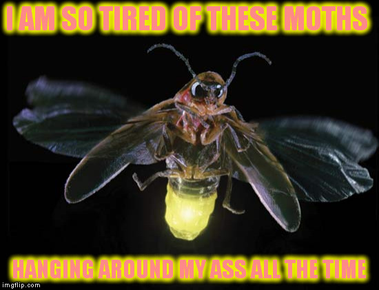 I AM SO TIRED OF THESE MOTHS HANGING AROUND MY ASS ALL THE TIME | made w/ Imgflip meme maker