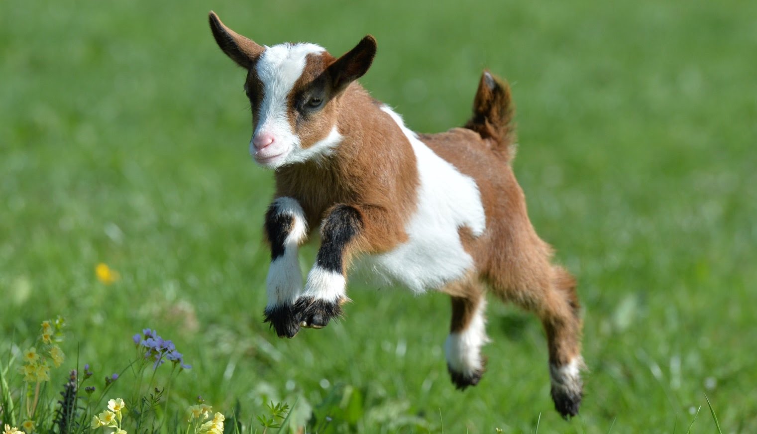 High Quality cute baby goat Blank Meme Template