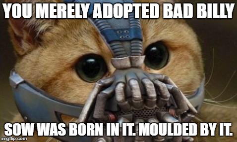 Bane Cat | YOU MERELY ADOPTED BAD BILLY; SOW WAS BORN IN IT. MOULDED BY IT. | image tagged in bane cat | made w/ Imgflip meme maker