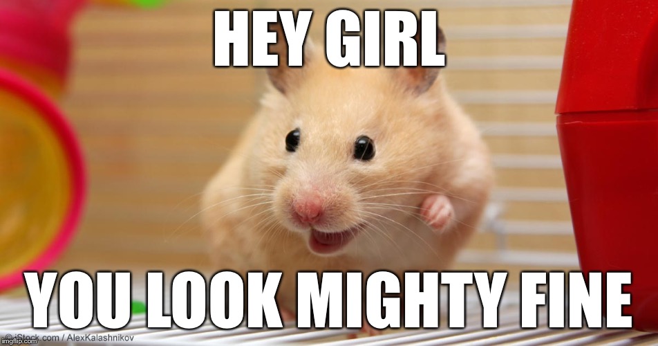 Hey girl hamster | HEY GIRL; YOU LOOK MIGHTY FINE | image tagged in hey girl hamster | made w/ Imgflip meme maker