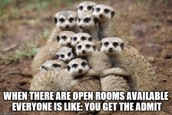 Animals Hugging | WHEN THERE ARE OPEN ROOMS AVAILABLE EVERYONE IS LIKE:
YOU GET THE ADMIT | image tagged in animals hugging | made w/ Imgflip meme maker