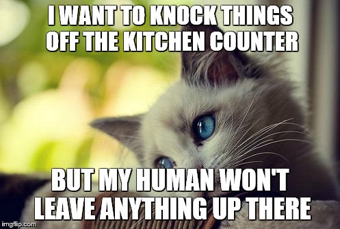 First World Problems Cat | I WANT TO KNOCK THINGS OFF THE KITCHEN COUNTER; BUT MY HUMAN WON'T LEAVE ANYTHING UP THERE | image tagged in memes,first world problems cat | made w/ Imgflip meme maker