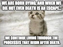 Sad Cat Meme |  WE ARE BORN DYING, AND WHEN WE DIE NOT EVEN DEATH IS AN ESCAPE... WE CONTINUE LIVING THROUGH THE PROCESSES THAT BEGIN AFTER DEATH. | image tagged in memes,sad cat | made w/ Imgflip meme maker