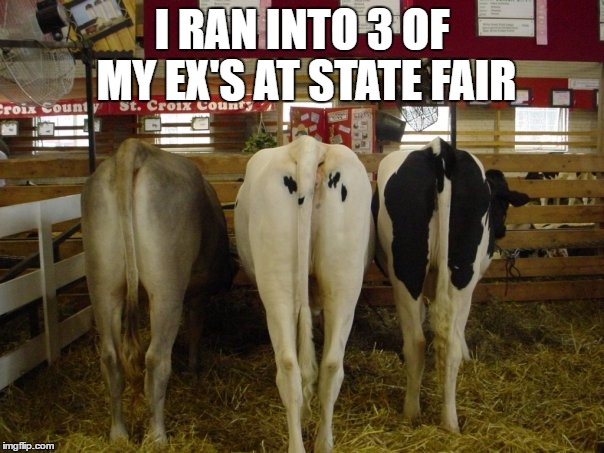 My 3 Ex Wives |  I RAN INTO 3 OF MY EX'S AT STATE FAIR | image tagged in cows,state fair,ex wife | made w/ Imgflip meme maker