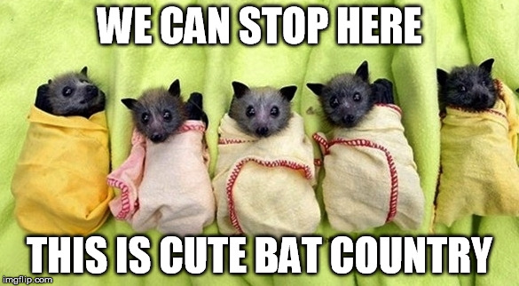 WE CAN STOP HERE; THIS IS CUTE BAT COUNTRY | image tagged in animals,bats,cute,fear and loathing in las vegas | made w/ Imgflip meme maker