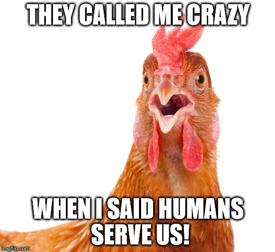 Conspiracy Chicken | THEY CALLED ME CRAZY; WHEN I SAID HUMANS SERVE US! | image tagged in http//animalia-lifecom/data_images/chicken/chicken3jpg,conspiracy,chicken,meme,memes | made w/ Imgflip meme maker