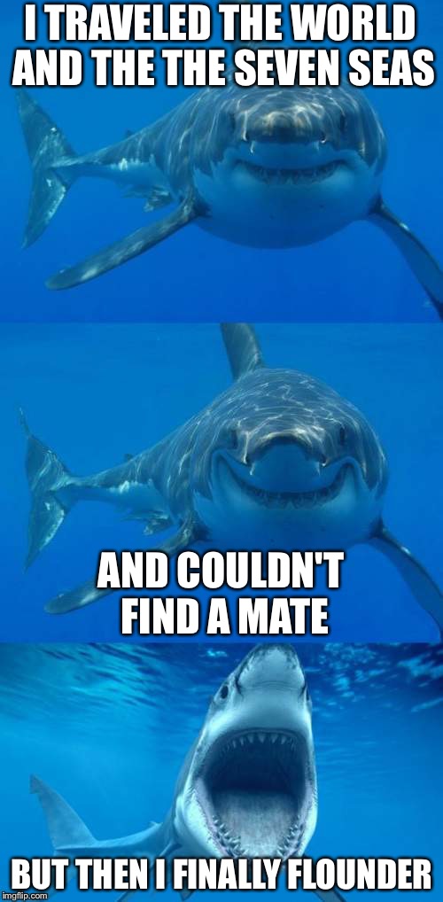 Found Her | I TRAVELED THE WORLD AND THE THE SEVEN SEAS; AND COULDN'T FIND A MATE; BUT THEN I FINALLY FLOUNDER | image tagged in bad shark pun,memes,bad pun,shark | made w/ Imgflip meme maker