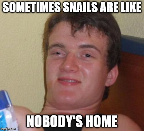 they are probably in there | SOMETIMES SNAILS ARE LIKE; NOBODY'S HOME | image tagged in memes,10 guy | made w/ Imgflip meme maker