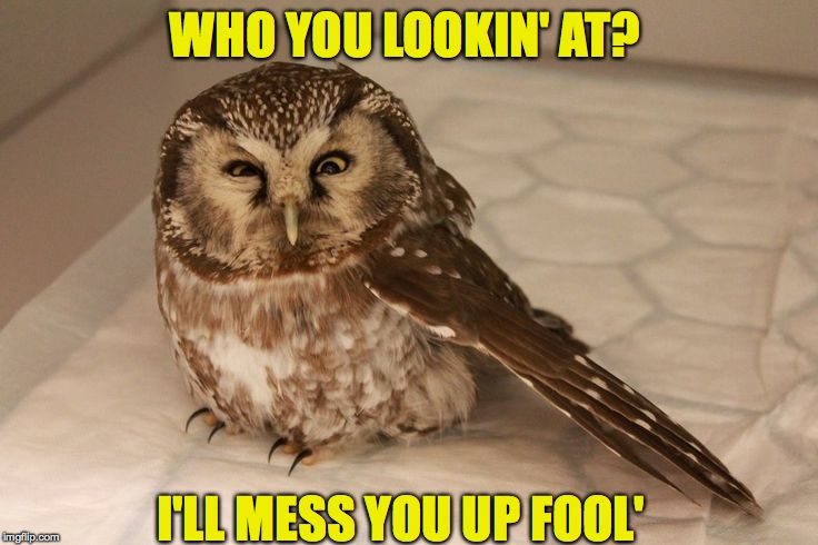 Better watch out | WHO YOU LOOKIN' AT? I'LL MESS YOU UP FOOL' | image tagged in funny memes,memes,funny,animals,tough,owl | made w/ Imgflip meme maker