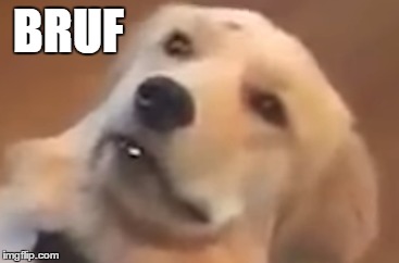 BRUF | BRUF | image tagged in doge,bruf,doog | made w/ Imgflip meme maker