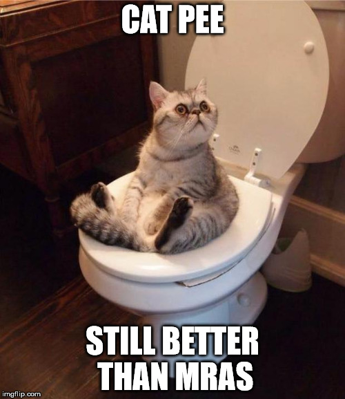 cat shits | CAT PEE; STILL BETTER THAN MRAS | image tagged in cat shits | made w/ Imgflip meme maker
