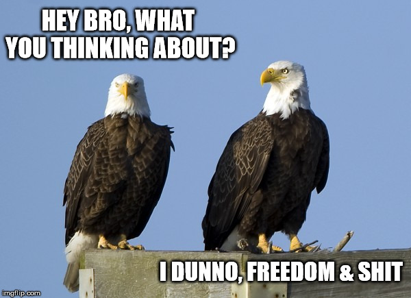 Eagles Free | HEY BRO, WHAT YOU THINKING ABOUT? I DUNNO, FREEDOM & SHIT | image tagged in funny,funny memes,memes,eagles,patriotic eagle,america | made w/ Imgflip meme maker