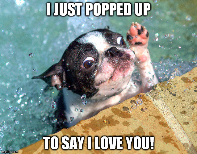 Lily the swim pup love you | I JUST POPPED UP; TO SAY I LOVE YOU! | image tagged in dog,cute puppy,swimming,love,funny,boston terrier | made w/ Imgflip meme maker