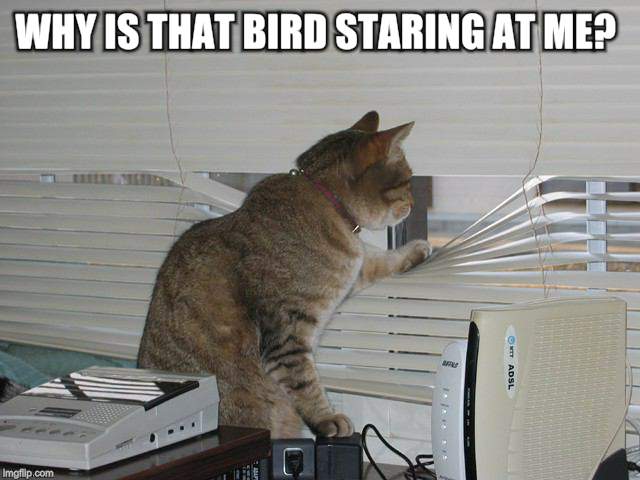 WHY IS THAT BIRD STARING AT ME? | made w/ Imgflip meme maker