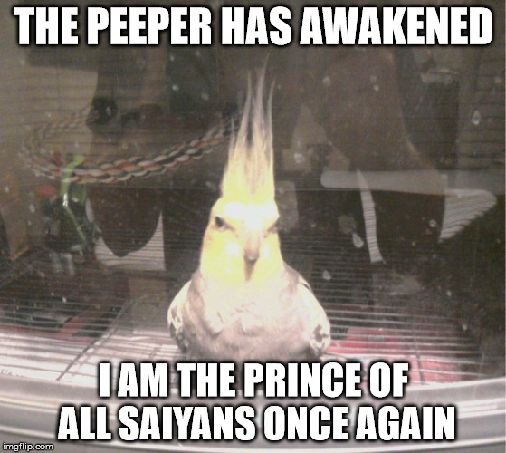 Super Saiyan Parrot | THE PEEPER HAS AWAKENED; I AM THE PRINCE OF ALL SAIYANS ONCE AGAIN | image tagged in dragon ball z,vegeta,goku,super saiyan,parrot | made w/ Imgflip meme maker