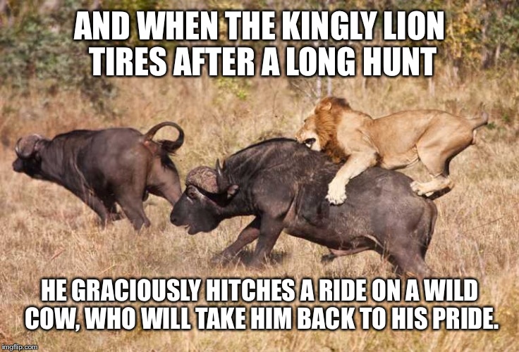 AND WHEN THE KINGLY LION TIRES AFTER A LONG HUNT HE GRACIOUSLY HITCHES A RIDE ON A WILD COW, WHO WILL TAKE HIM BACK TO HIS PRIDE. | made w/ Imgflip meme maker