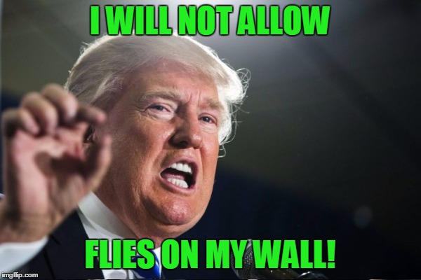 I WILL NOT ALLOW FLIES ON MY WALL! | made w/ Imgflip meme maker