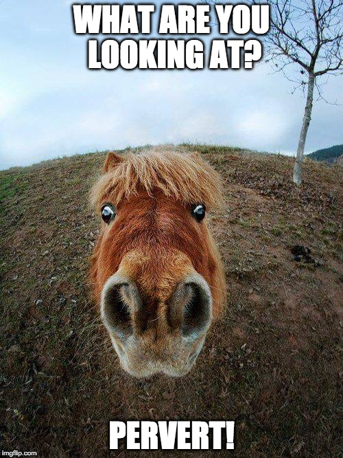 HorseStare | WHAT ARE YOU LOOKING AT? PERVERT! | image tagged in horsestare | made w/ Imgflip meme maker