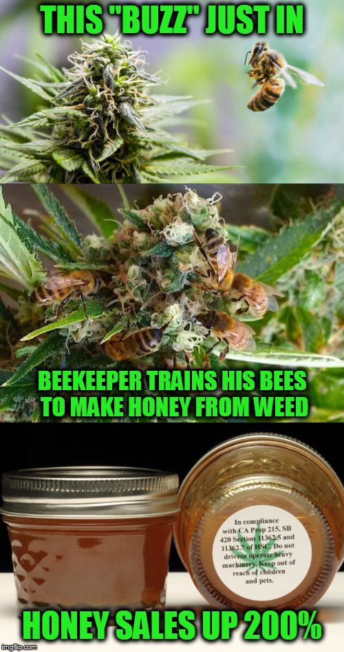 A True Story http://firstwefeast.com/eat/2016/03/weed-honey | THIS ''BUZZ'' JUST IN; BEEKEEPER TRAINS HIS BEES TO MAKE HONEY FROM WEED; HONEY SALES UP 200% | image tagged in honey,bees,marijuana,funny meme,true story,breaking news | made w/ Imgflip meme maker
