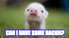 Pig Bacon | CAN I HAVE SOME BACON? | image tagged in bacon,pig,cute pig,funny animal meme | made w/ Imgflip meme maker