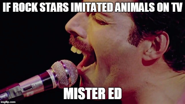IF ROCK STARS IMITATED ANIMALS ON TV; MISTER ED | image tagged in freddie mercury | made w/ Imgflip meme maker