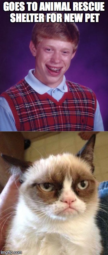 Yes, I'll Be There...You've Got A Friend | GOES TO ANIMAL RESCUE SHELTER FOR NEW PET | image tagged in grumpy cat,bad luck brian | made w/ Imgflip meme maker