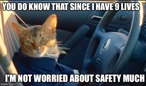 CAT CHAUFFEUR | YOU DO KNOW THAT SINCE I HAVE 9 LIVES; I'M NOT WORRIED ABOUT SAFETY MUCH | image tagged in cat,driving | made w/ Imgflip meme maker