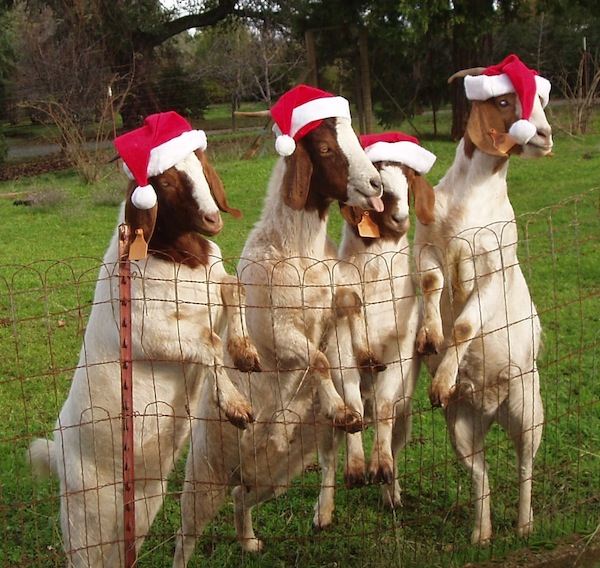 Goats of Christmas Past Blank Meme Template