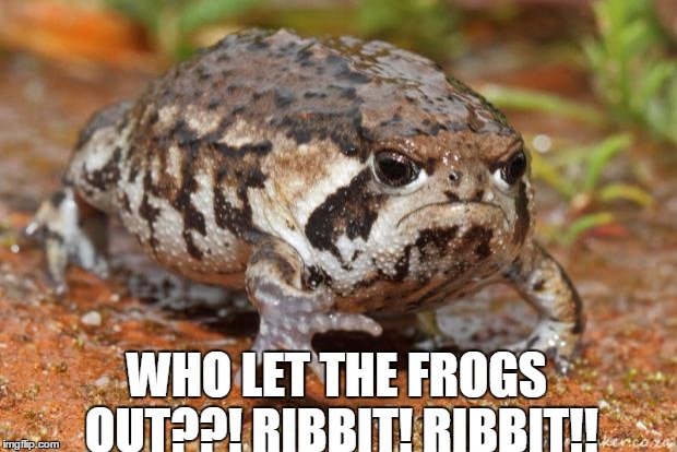 Grumpy Toad | WHO LET THE FROGS OUT??! RIBBIT! RIBBIT!! | image tagged in memes,grumpy toad | made w/ Imgflip meme maker