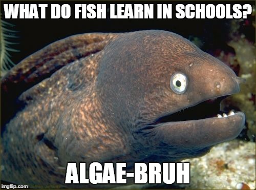 Bad Joke Eel Meme | WHAT DO FISH LEARN IN SCHOOLS? ALGAE-BRUH | image tagged in memes,bad joke eel | made w/ Imgflip meme maker