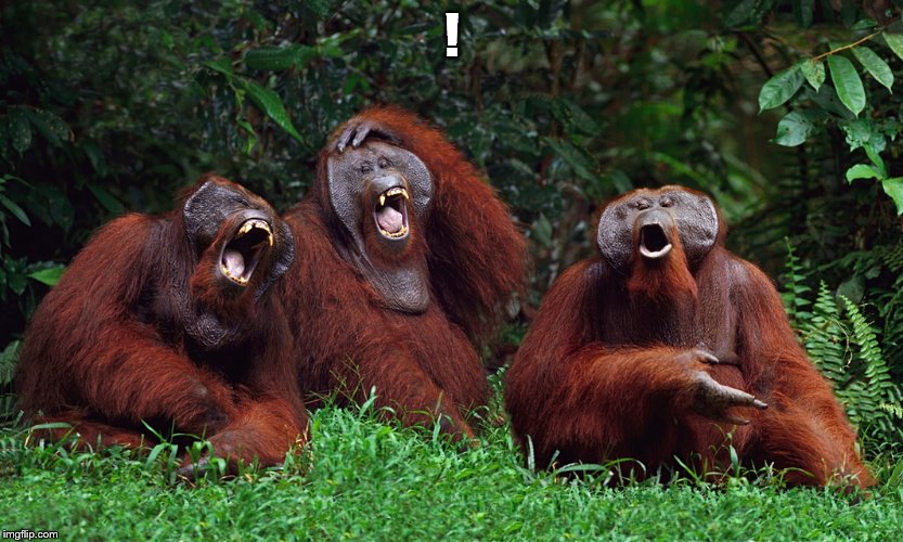 laughing orangutans | ! | image tagged in laughing orangutans | made w/ Imgflip meme maker
