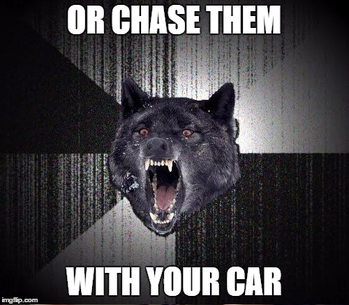 OR CHASE THEM WITH YOUR CAR | made w/ Imgflip meme maker