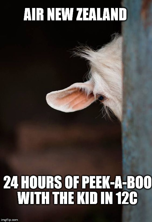 AIR NEW ZEALAND; 24 HOURS OF PEEK-A-BOO WITH THE KID IN 12C | image tagged in goat,one eyed | made w/ Imgflip meme maker